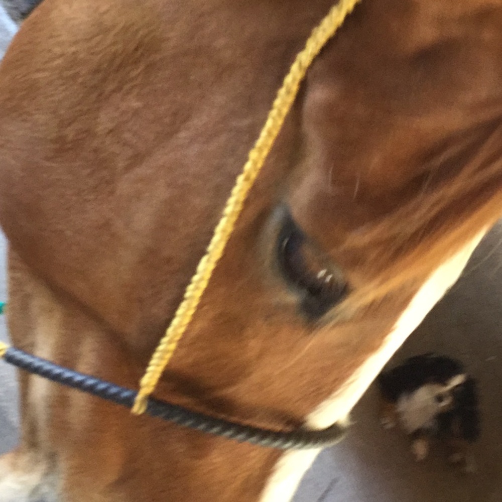 Artisan repurposed horse tack prototype art western project equestrian cowgirl - Picture 2 of 14